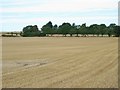 Farmland east of Ashwell