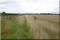 Field edge, Linton Woods