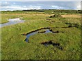 NR7461 : Flooded marsh by Jonathan Wilkins