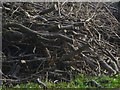 SE8719 : Cut timber in Coleby Wood by Paul Harrop