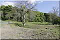 Tree at the Moat