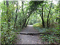 Bridleway, Great Chattenden Wood