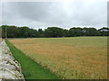 Crop field, Olrig