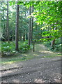 Footpath crossing a forestry track in Graffridge Wood, Knebworth