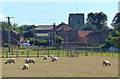 Grazing sheep at Adlingfleet