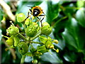 Hoverfly on ivy plant, Botera Lower