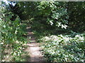 TQ2895 : Path in Oak Hill Woods Local Nature Reserve by Marathon