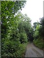 Road through the woods near The Knowle