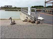 TQ0201 : Family of swans next to the River Arun by Jeff Gogarty