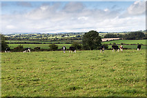 W5076 : Farmland north of lane L2760 near Berrings by David P Howard