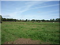 Grazing near Beckside