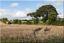 W4876 : Farmland north of the lane L2760 by David P Howard