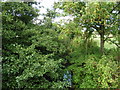 Overgrown River Parrett