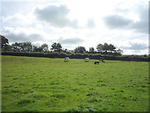 NY1645 : Grazing, Langrigg by JThomas