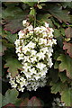 SH5573 : Oakleaf hydrangea (Pelargonium quercifolium) at Plas Cadnant by Richard Hoare