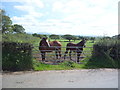 Horses near Cobble Hall