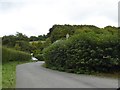 High hedges at Barramoor Bridge