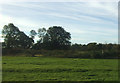 Grazing near Wellington Farm