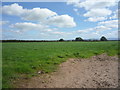 Grazing near Roundhill