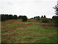 Cut bracken, Bringsty Common