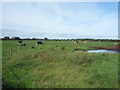 Grazing near Balladoyle