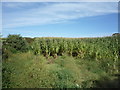 Maize crop, Goodyhills