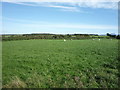 Grazing, Howrigg Farm