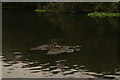 View of a pair of coots floating on a piece of weed on the River Lea