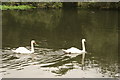 View of a pair of swans on the River Lea