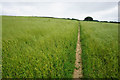 The Cotswold Way heading away from Dyrham