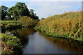 SE4754 : River Nidd by New Farm by Chris Heaton