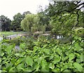 Pond in Stamford Park