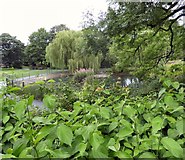 SJ9598 : Pond in Stamford Park by Gerald England