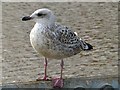 ST3188 : Lesser black-back gull by Robin Drayton
