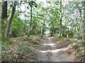 Godlingston Heath, bridleway