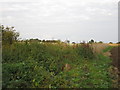 Overgrown drain near Hanby