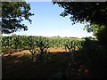 Field of maize near Withymoor Farm