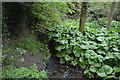 Stream in Wallage Wood