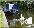 Swans on the Chesterfield Canal