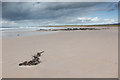 NR3148 : Sandy beach in Machir Bay by Doug Lee