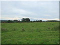 Grazing near Ribchester