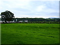 Grazing, Lower Alston Farm