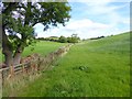 Fields and fence near Hagg Bank