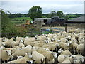 Sheep, Smithies Bridge Farm