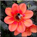 Dahlia and bee