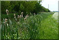 Bulrushes along the Cuckoo Way and Chesterfield Canal