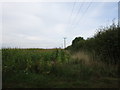 Crop of maize, Nocton Heath