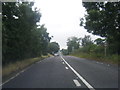 A617 at Spring Wood