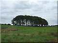 Small woodland near Bushburn Farm