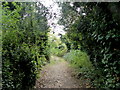 Berengrave Local Nature Reserve, Rainham